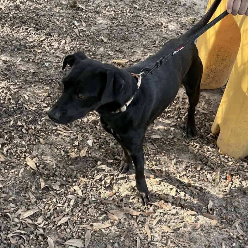 Enlarge Pebbles, a Adoptable Black Labrador Retriever in East Hanover, NJ image 1/2
