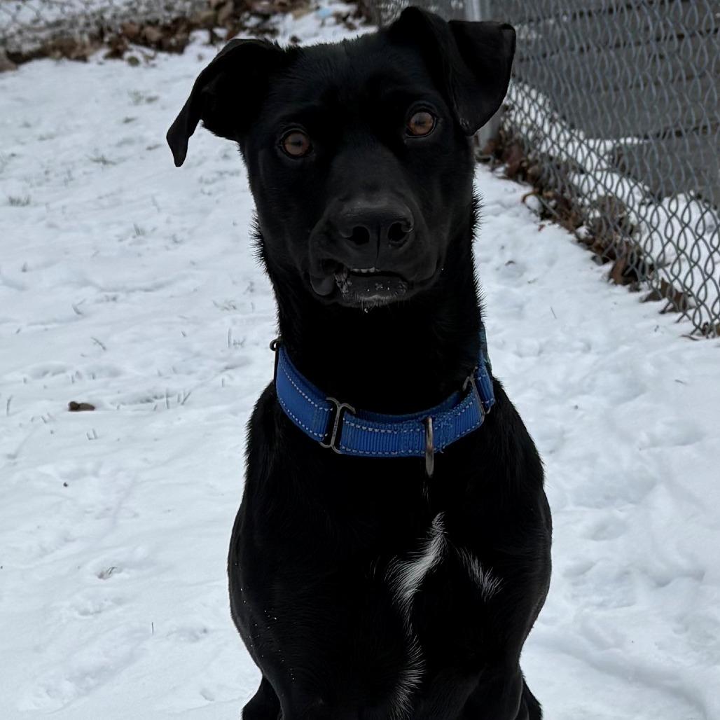 Pebbles, a Adoptable Black Labrador Retriever in East Hanover, NJ image 3/6