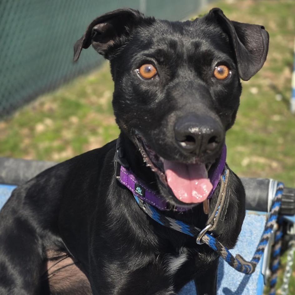 Enlarge Pebbles, a Adoptable Black Labrador Retriever in East Hanover, NJ image 4/6
