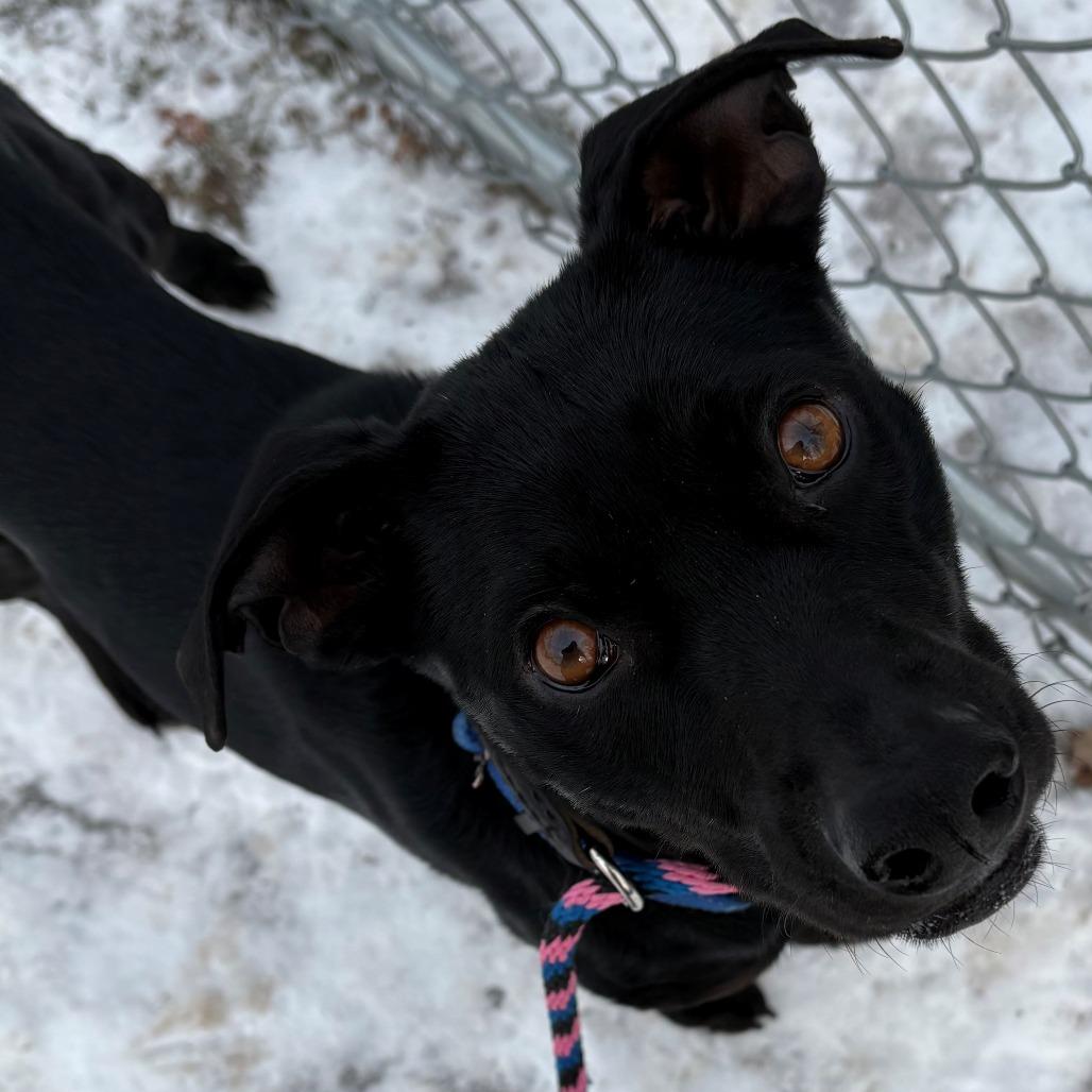 Pebbles, a Adoptable Black Labrador Retriever in East Hanover, NJ image 5/6