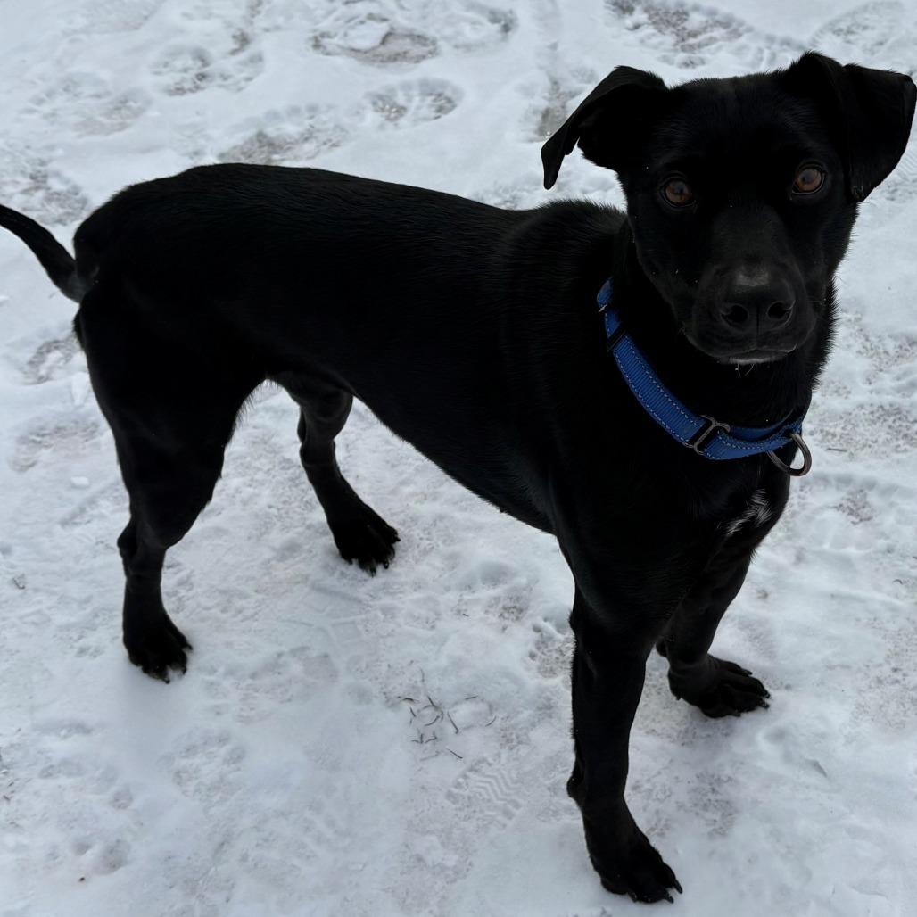 Pebbles, a Adoptable Black Labrador Retriever in East Hanover, NJ image 6/6