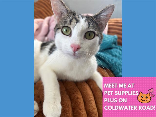 SKYE, Adoptable, Young Female Domestic Short Hair.