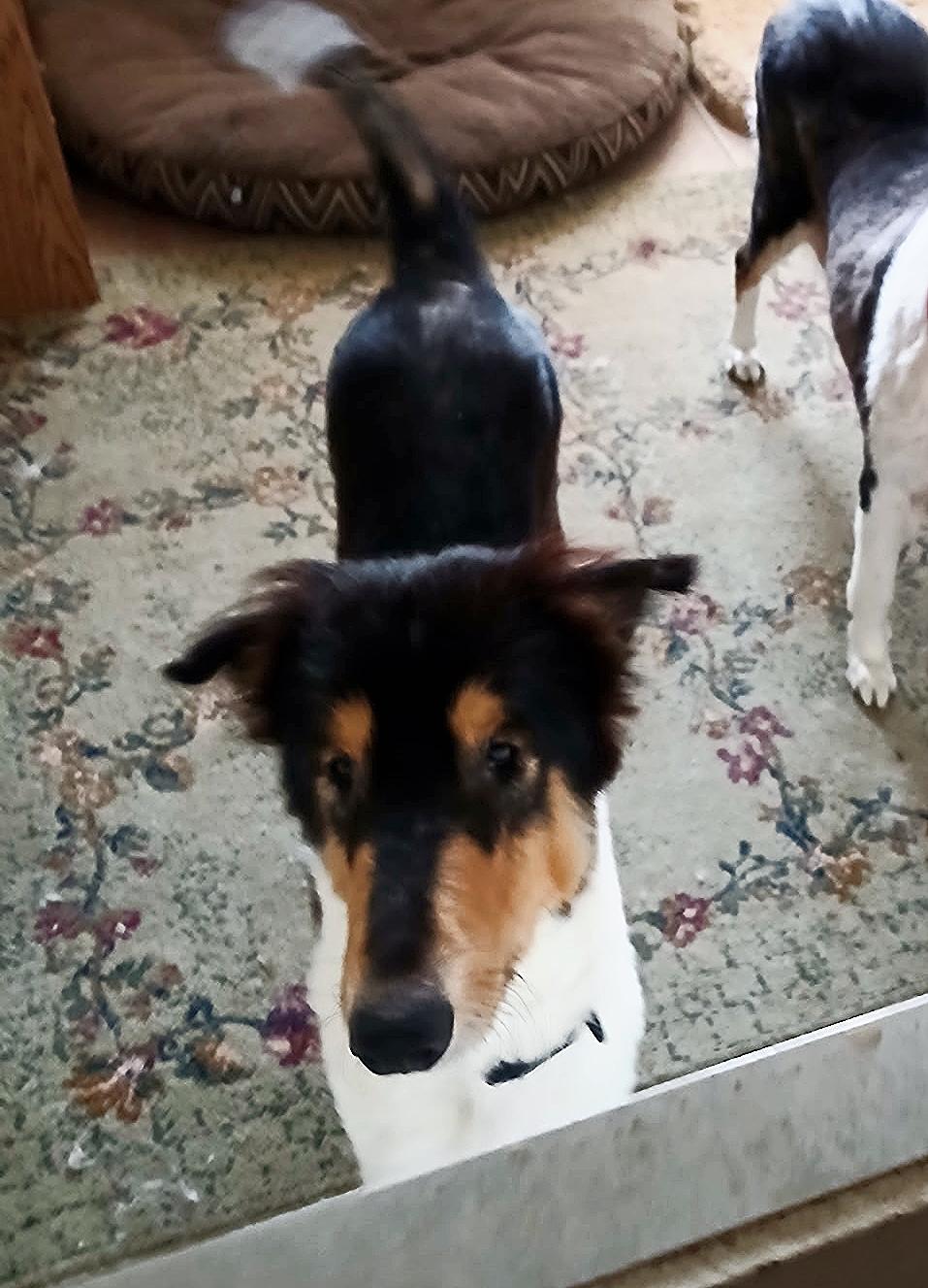 Toby, Adoptable, Young Male Collie.