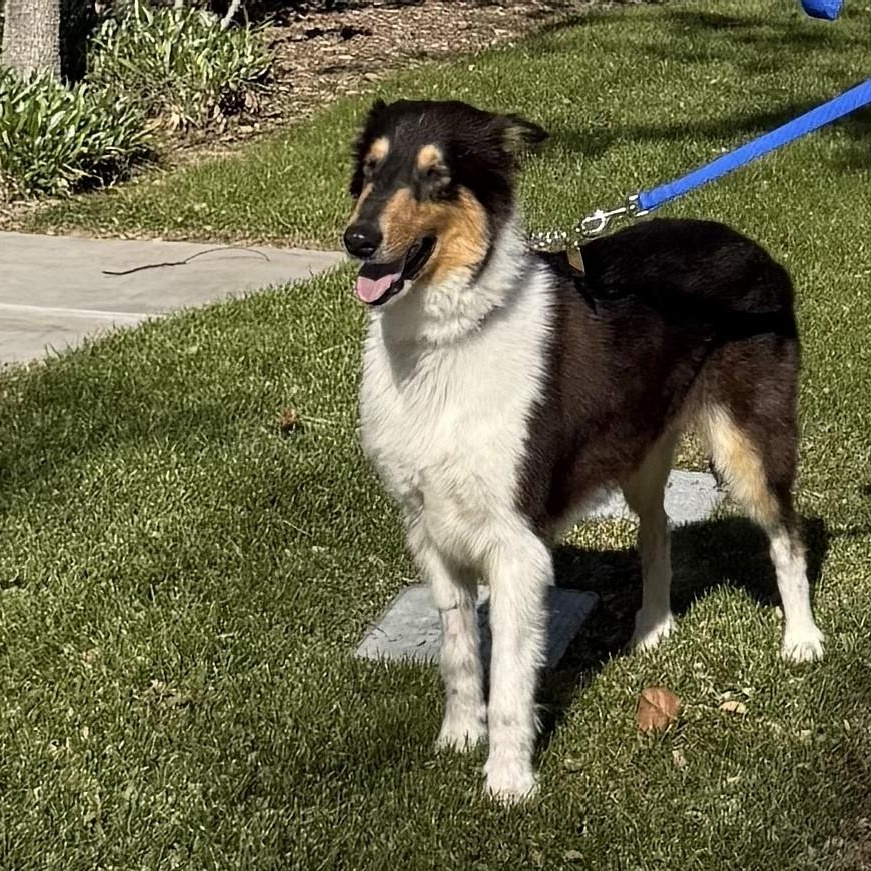 Enlarge Toby, an adopted Collie in Riverside, CA image 2/6