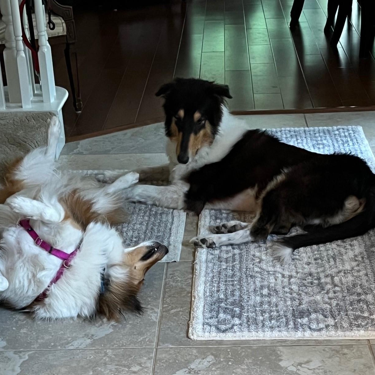 Enlarge Toby, an adopted Collie in Riverside, CA image 3/6