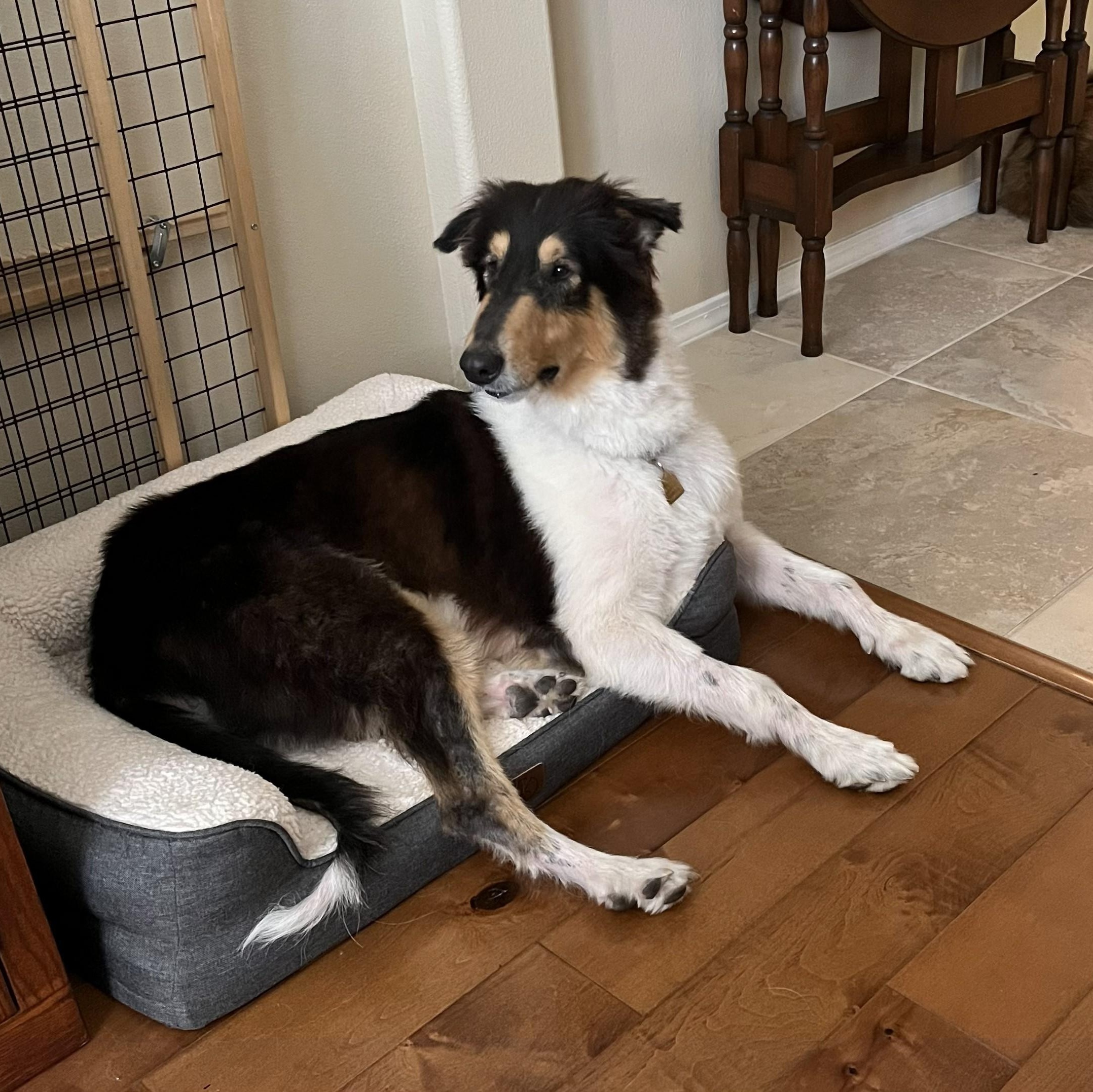 Enlarge Toby, an adopted Collie in Riverside, CA image 1/6