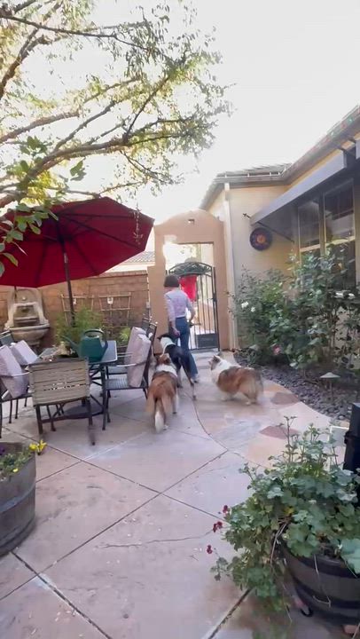 Enlarge Toby, an adopted Collie in Riverside, CA video 6/6