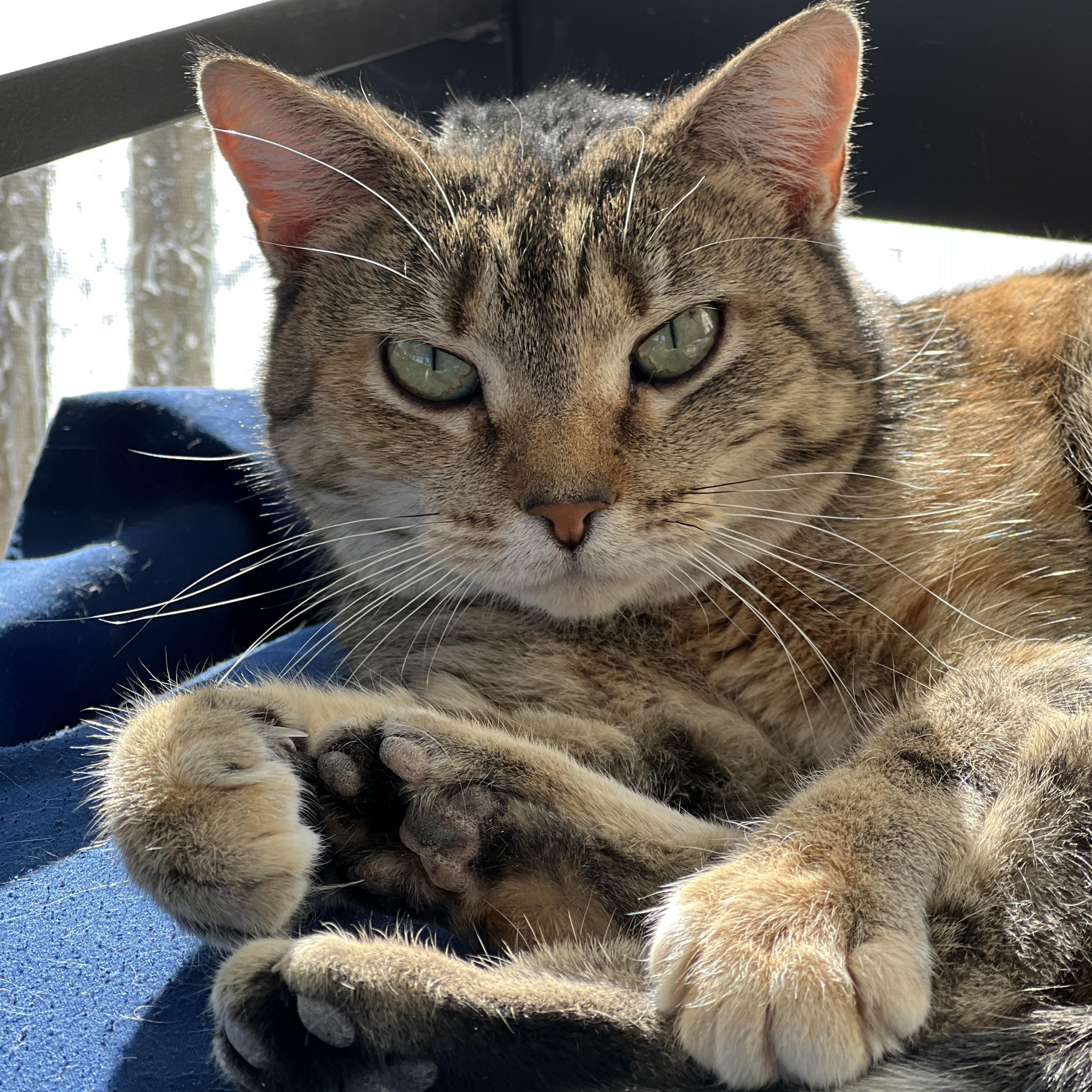 Enlarge Camilla, a Adoptable mixed breed in Germansville, PA image 5/5