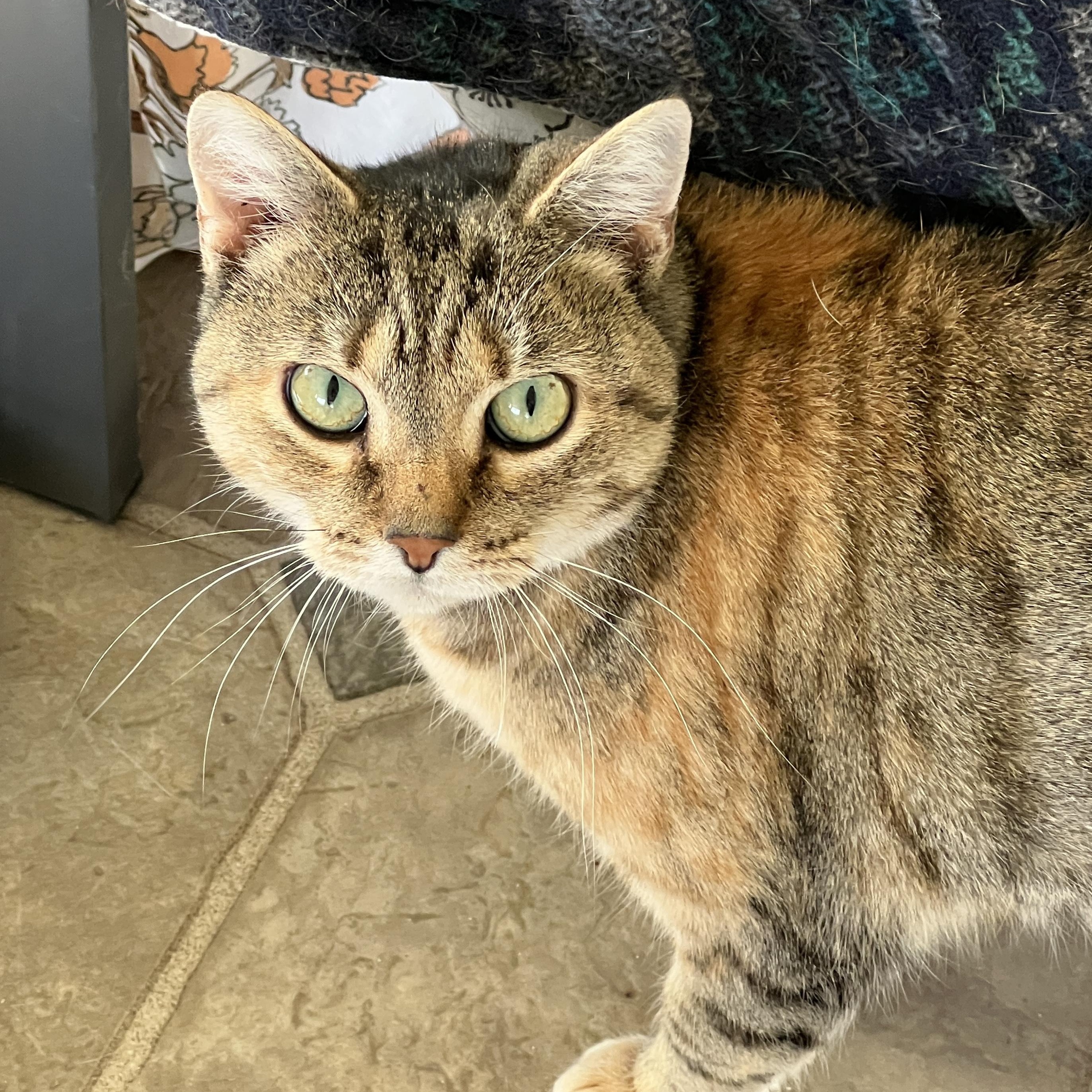 Enlarge Camilla, a Adoptable mixed breed in Germansville, PA image 6/6