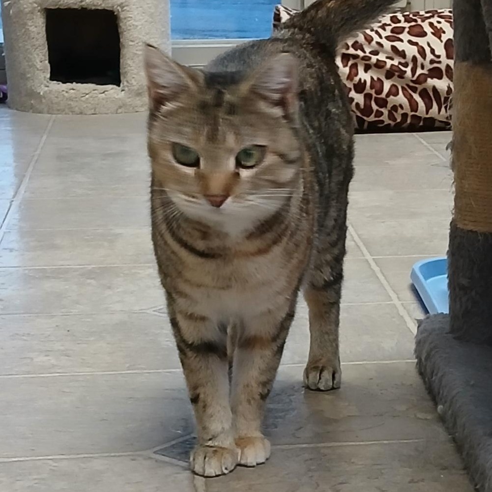 Enlarge Camilla, a Adoptable mixed breed in Germansville, PA image 3/5