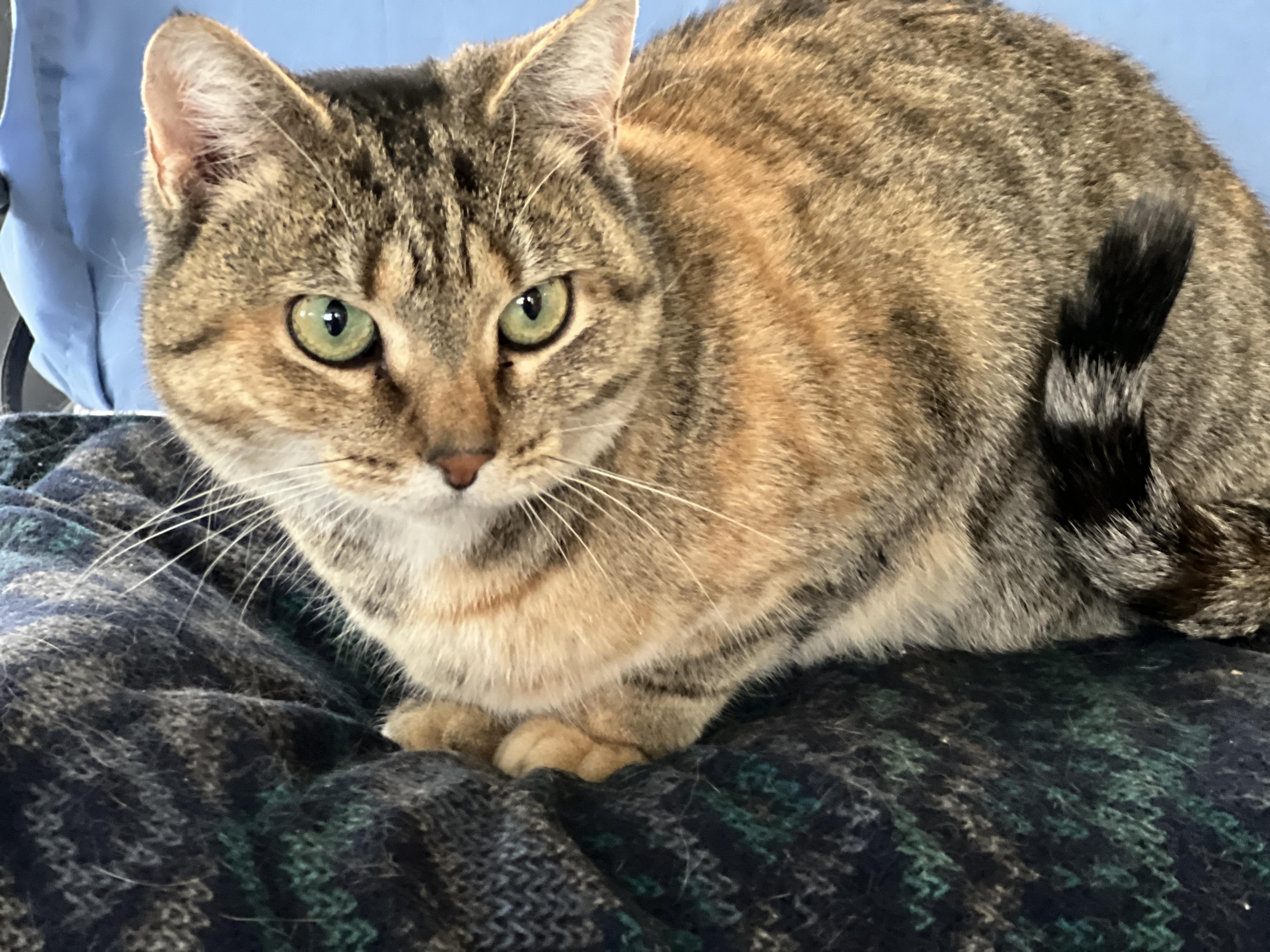 Camilla, Adoptable, Adult Female Domestic Short Hair & Torbie.