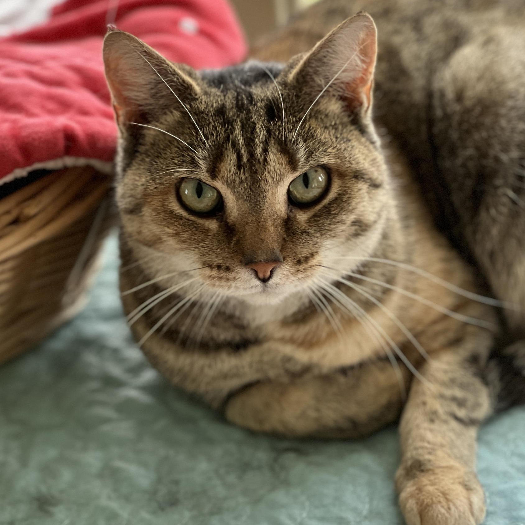 Enlarge Camilla, a Adoptable mixed breed in Germansville, PA image 1/6