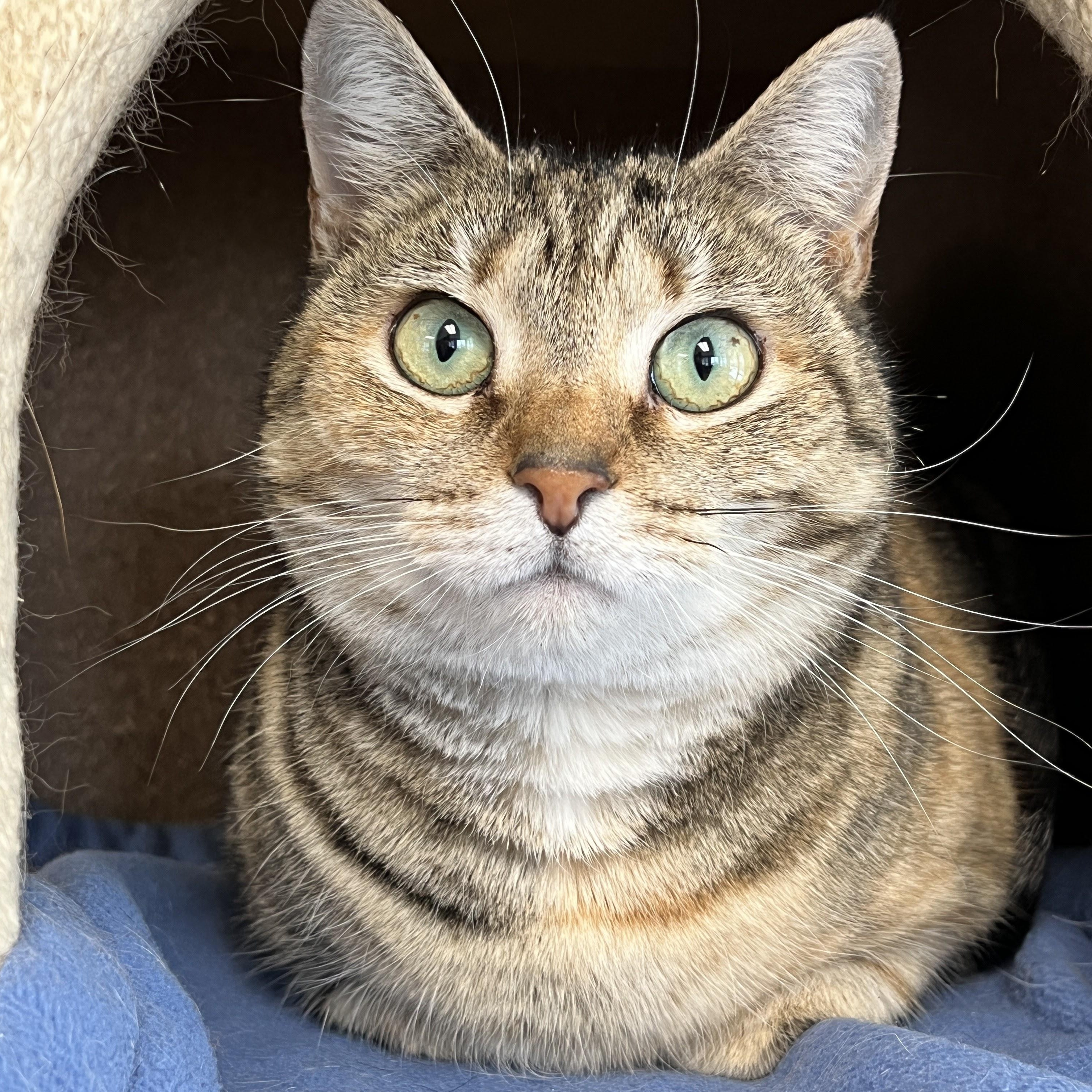 Camilla, Adoptable, Adult Female Domestic Short Hair & Torbie.