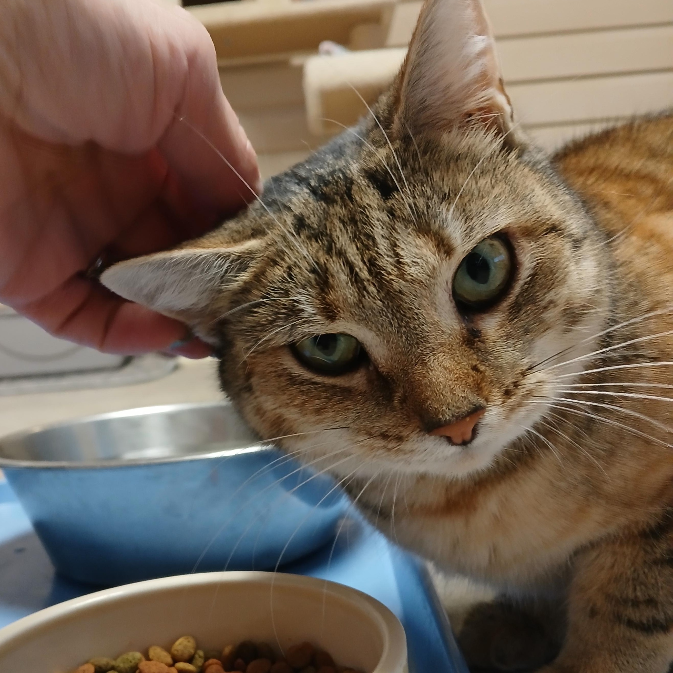 Enlarge Camilla, a Adoptable mixed breed in Germansville, PA image 5/5