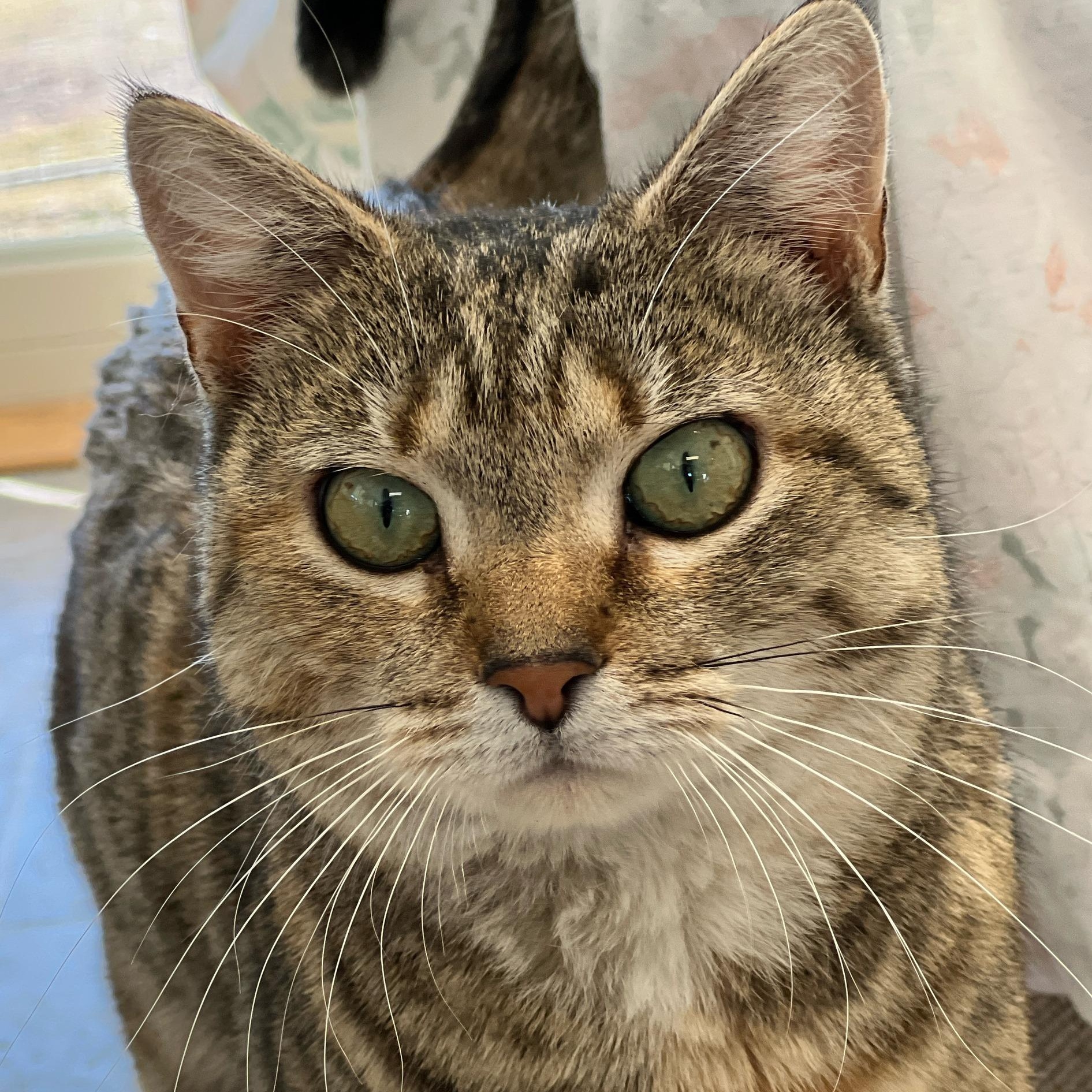 Enlarge Camilla, a Adoptable mixed breed in Germansville, PA image 2/5