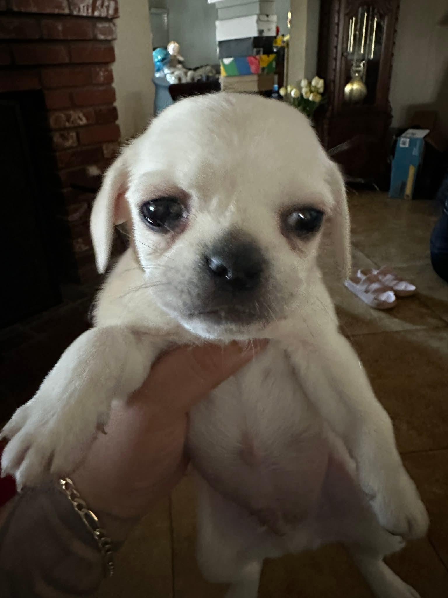 Enlarge Mickey, a other mixed breed in Victorville, CA image 2/2