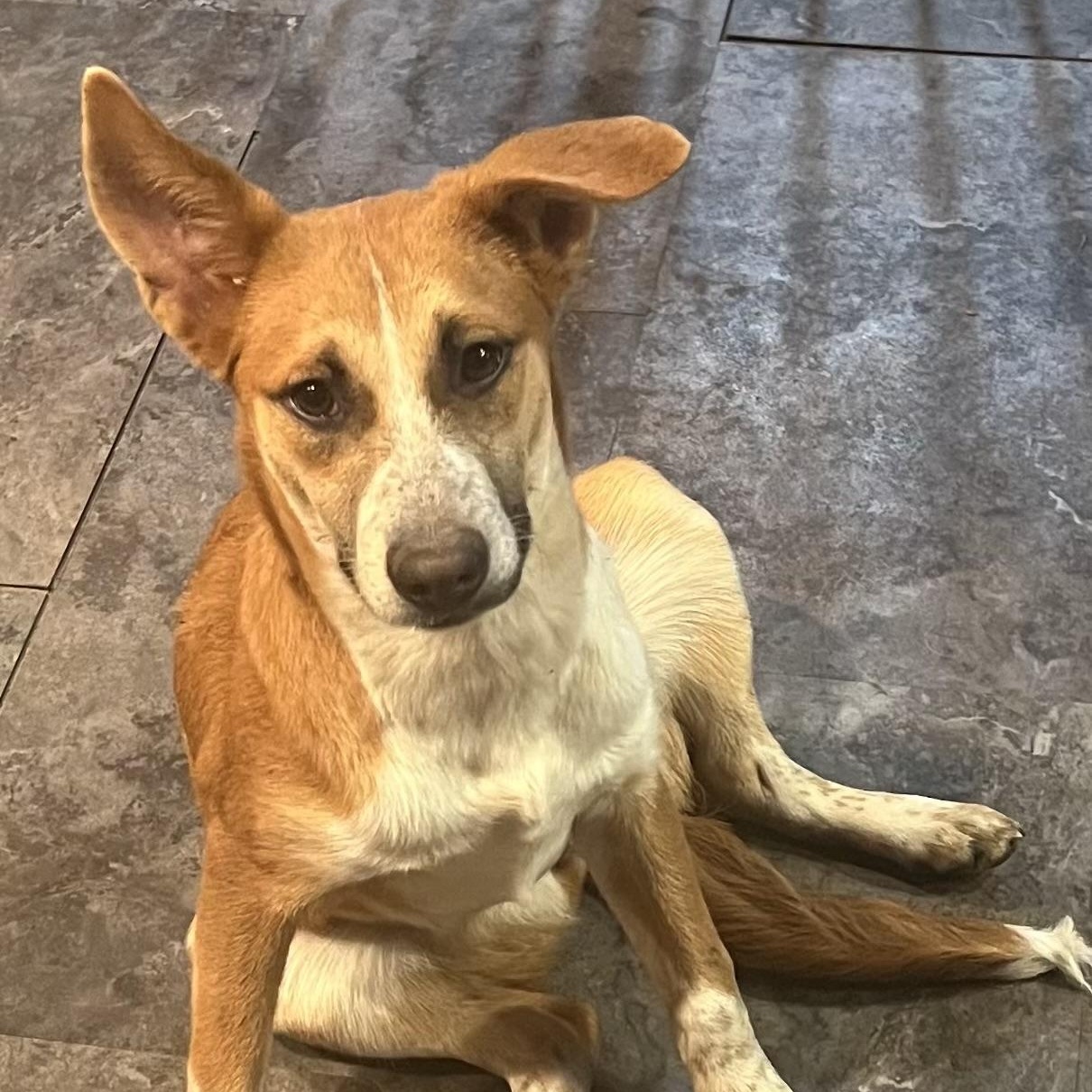 Enlarge Sophia, a ADOPTABLE Mixed Breed in Coldwater, MI image 2/3