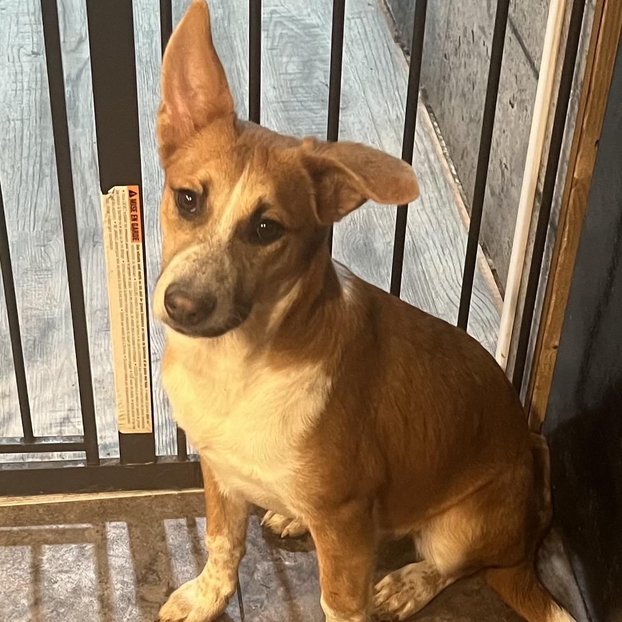 Sophia, ADOPTABLE, Young Female Mixed Breed.