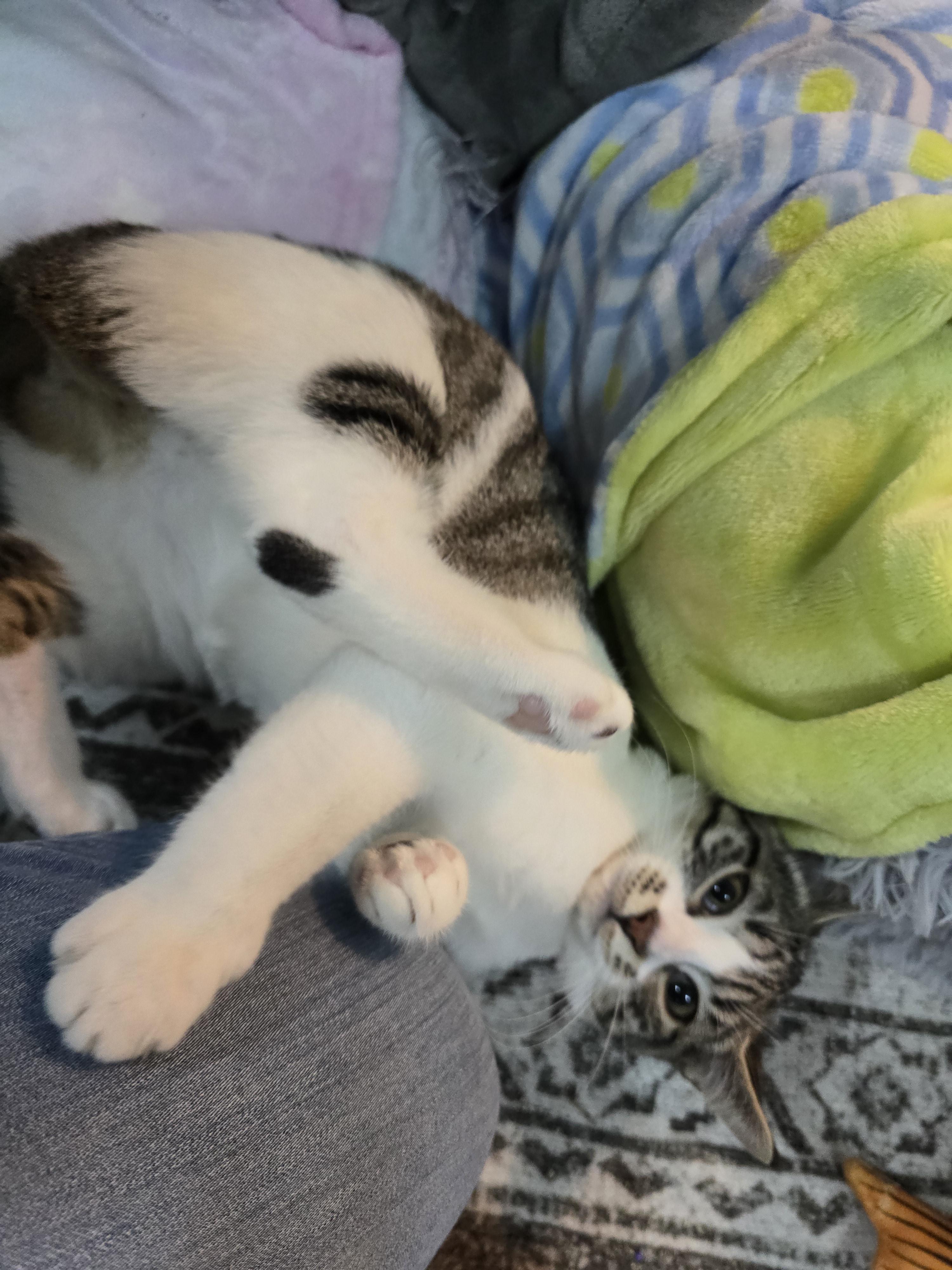 Mabel, Adoptable, Young Female Domestic Short Hair.