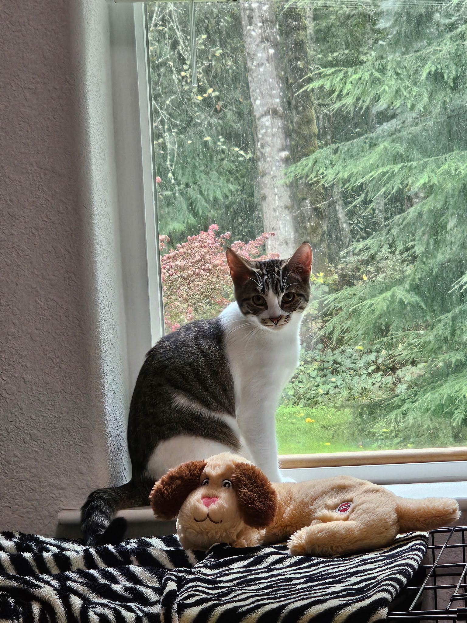 Mabel, a hold Domestic Short Hair in Arlington, WA image 2/6