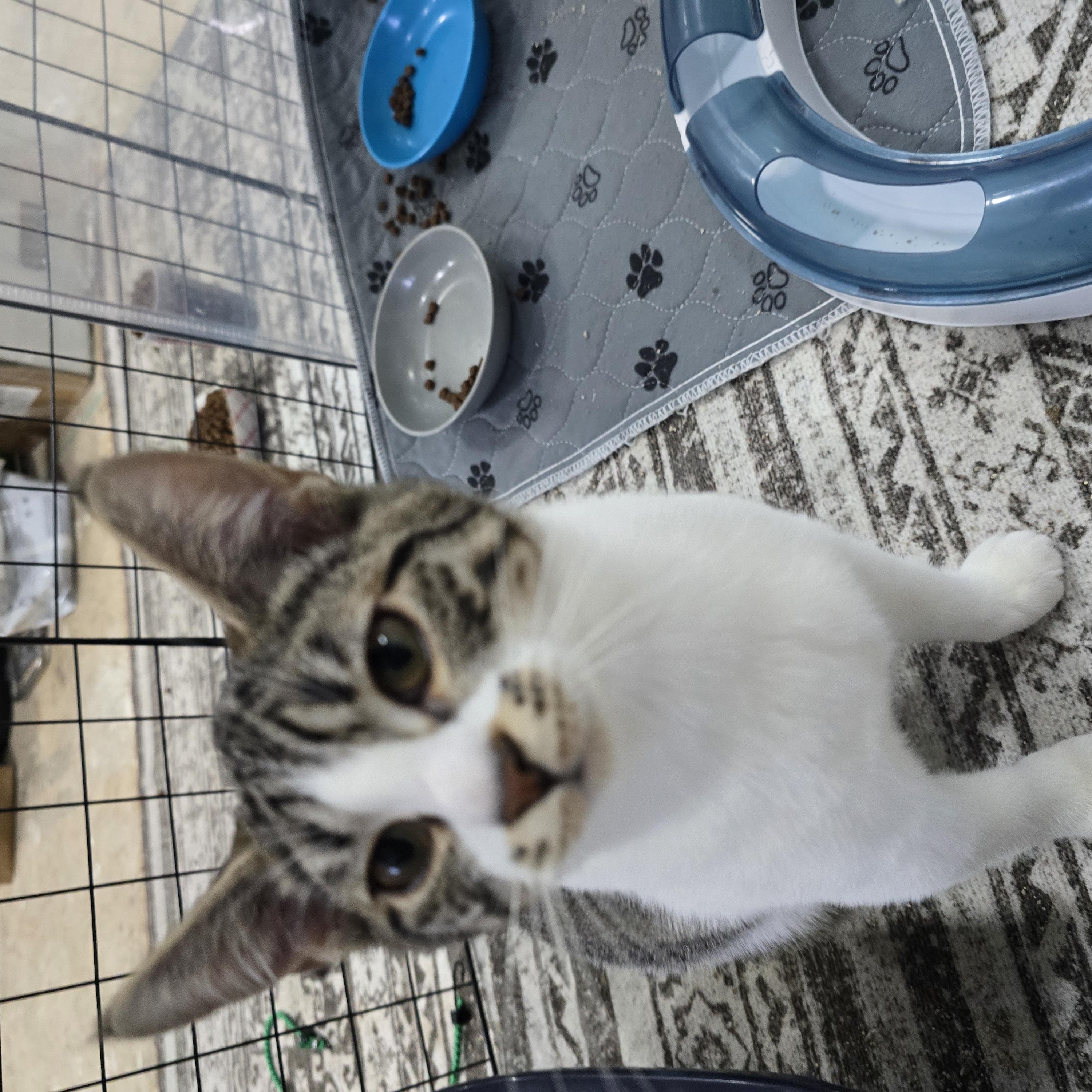 Mabel, a hold Domestic Short Hair in Arlington, WA image 3/6