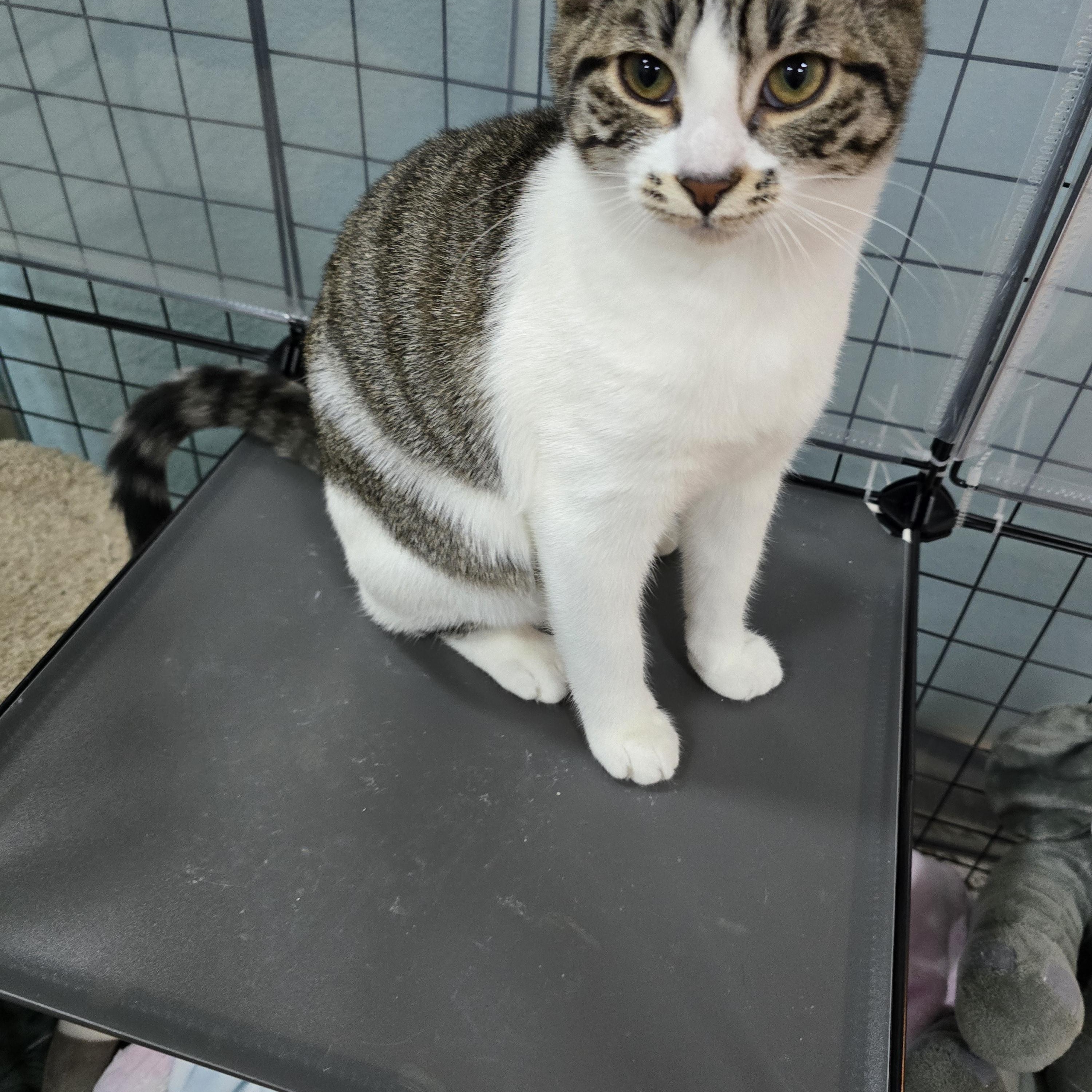 Mabel, a hold Domestic Short Hair in Arlington, WA image 4/6