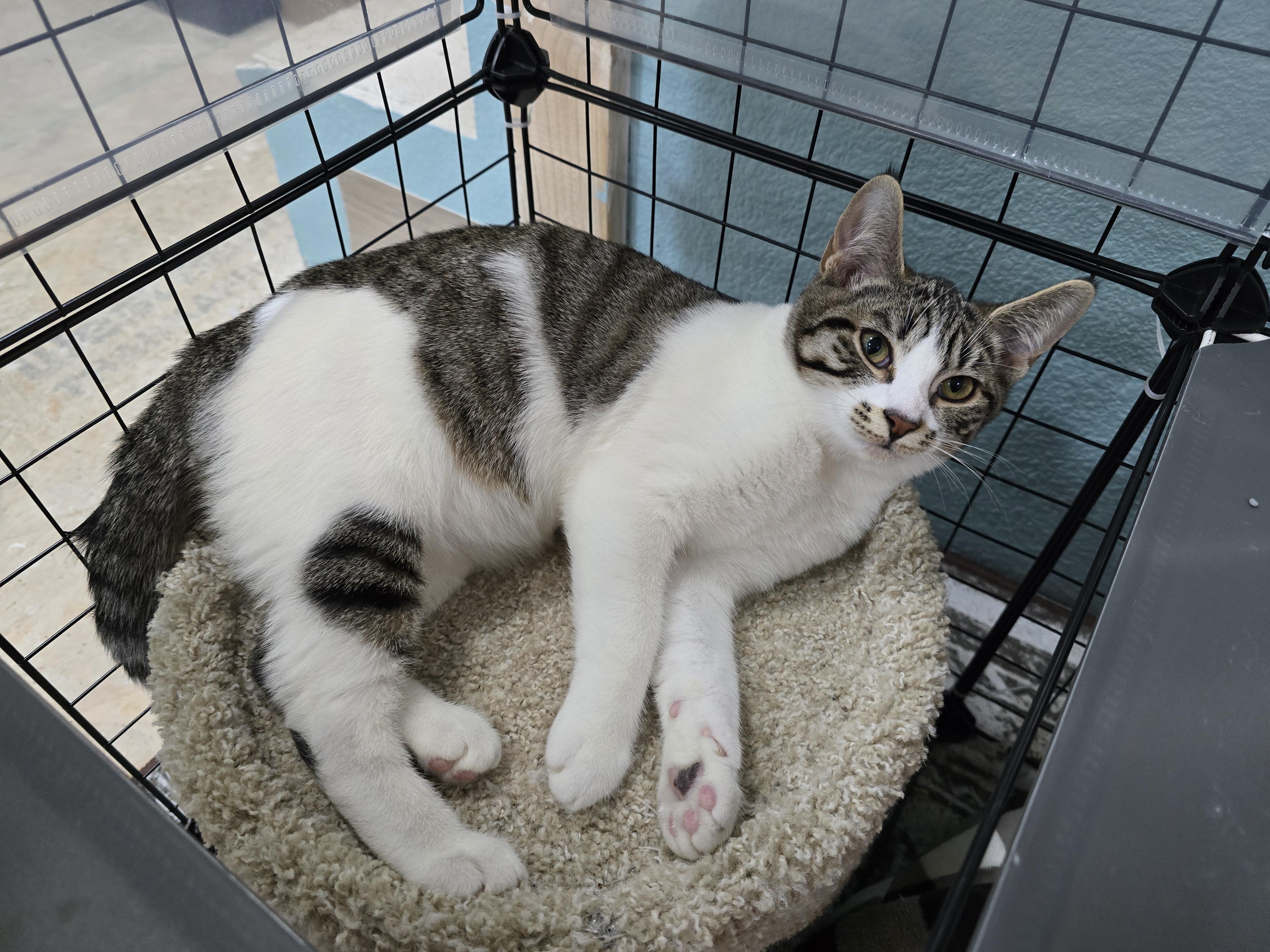 Mabel, a hold Domestic Short Hair in Arlington, WA image 5/6