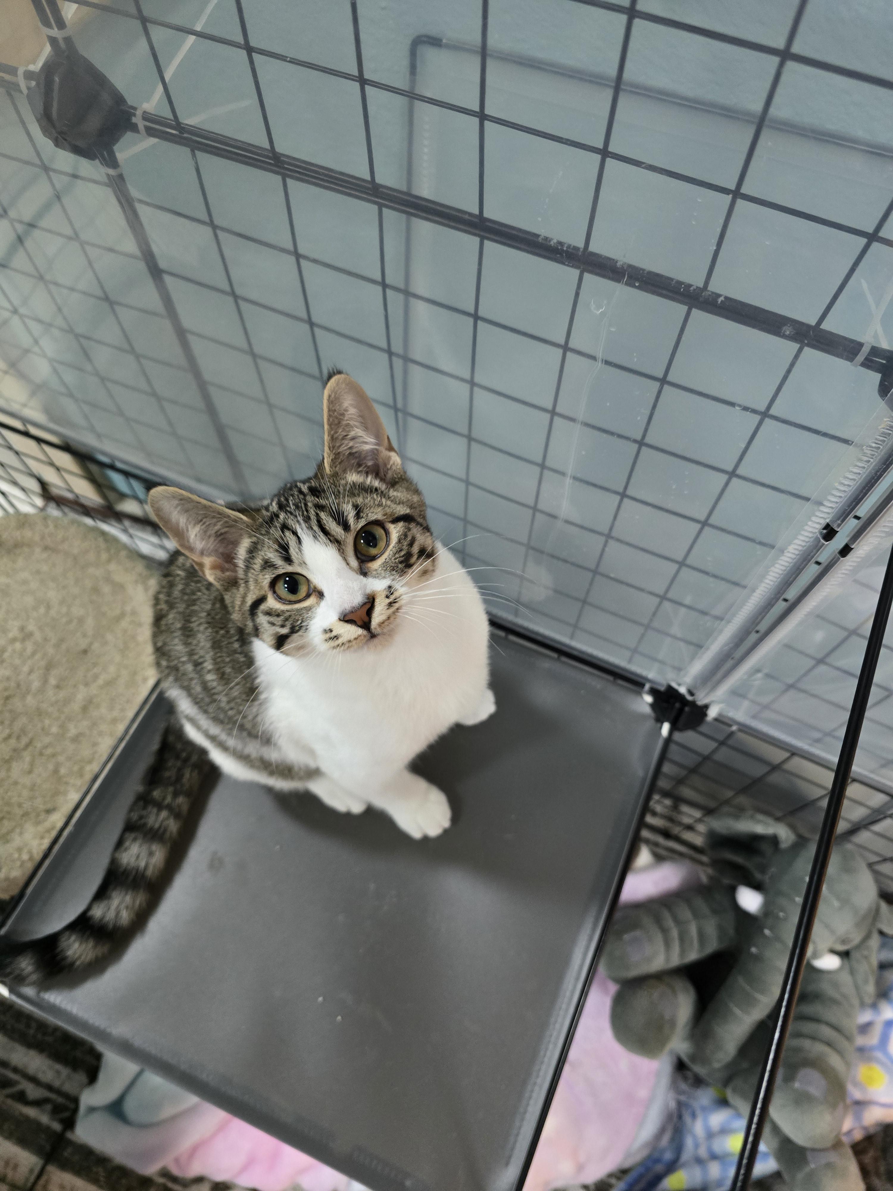 Mabel, a hold Domestic Short Hair in Arlington, WA image 6/6