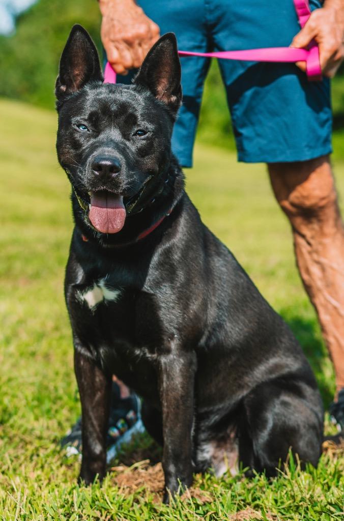 Enlarge Dante, a Adoptable mixed breed in Ewing, NJ image 2/6