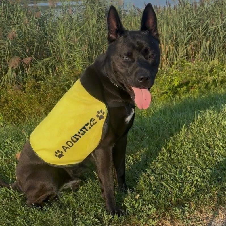 Dante, a Adoptable mixed breed in Ewing, NJ image 2/6