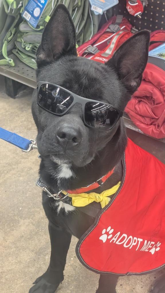 Enlarge Dante, a Adoptable mixed breed in Ewing, NJ image 2/4