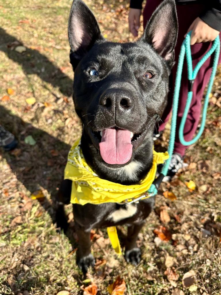 Enlarge Dante, a Adoptable mixed breed in Ewing, NJ image 3/4