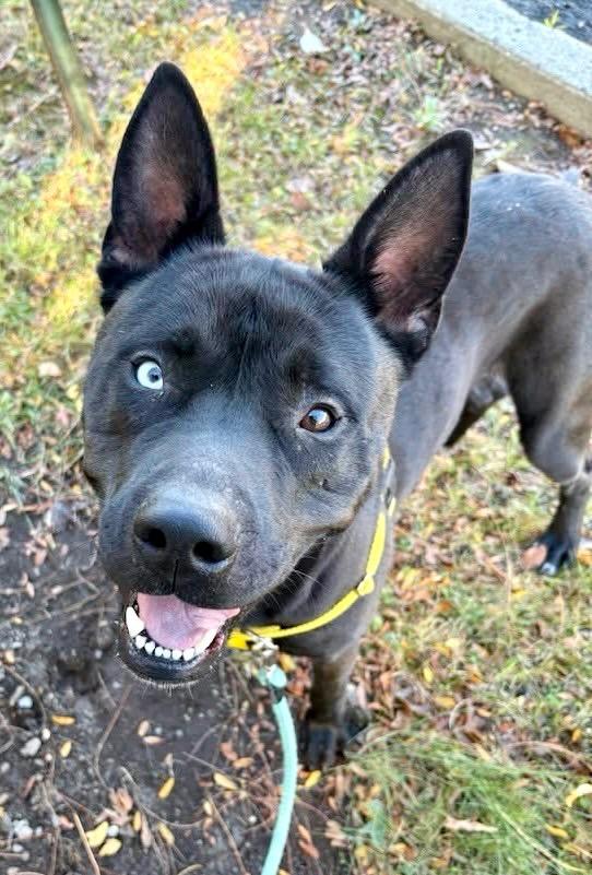 Enlarge Dante, a Adoptable mixed breed in Ewing, NJ image 4/4