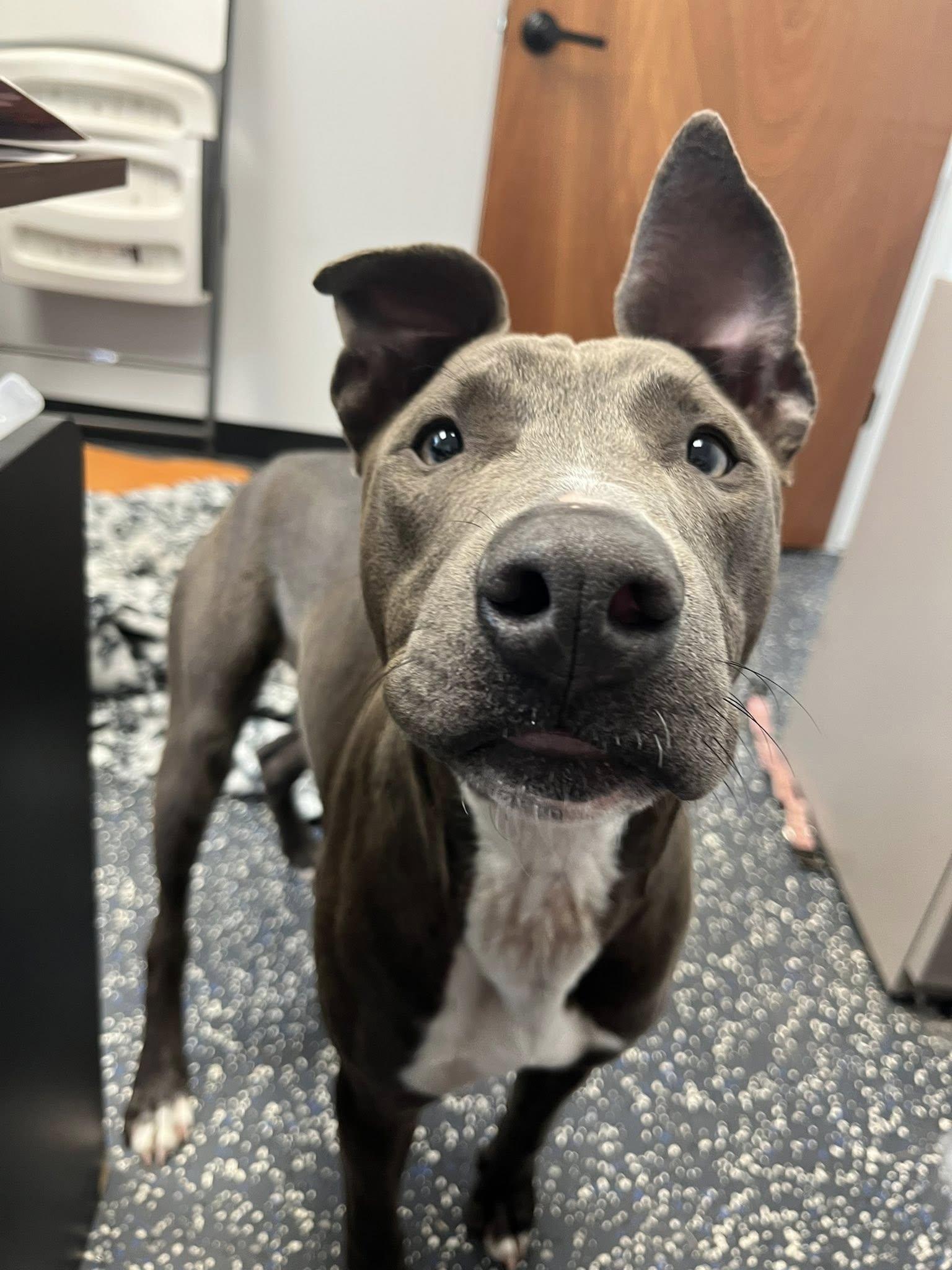 Enlarge Doc, a ADOPTABLE mixed breed in Centerton, AR image 2/3