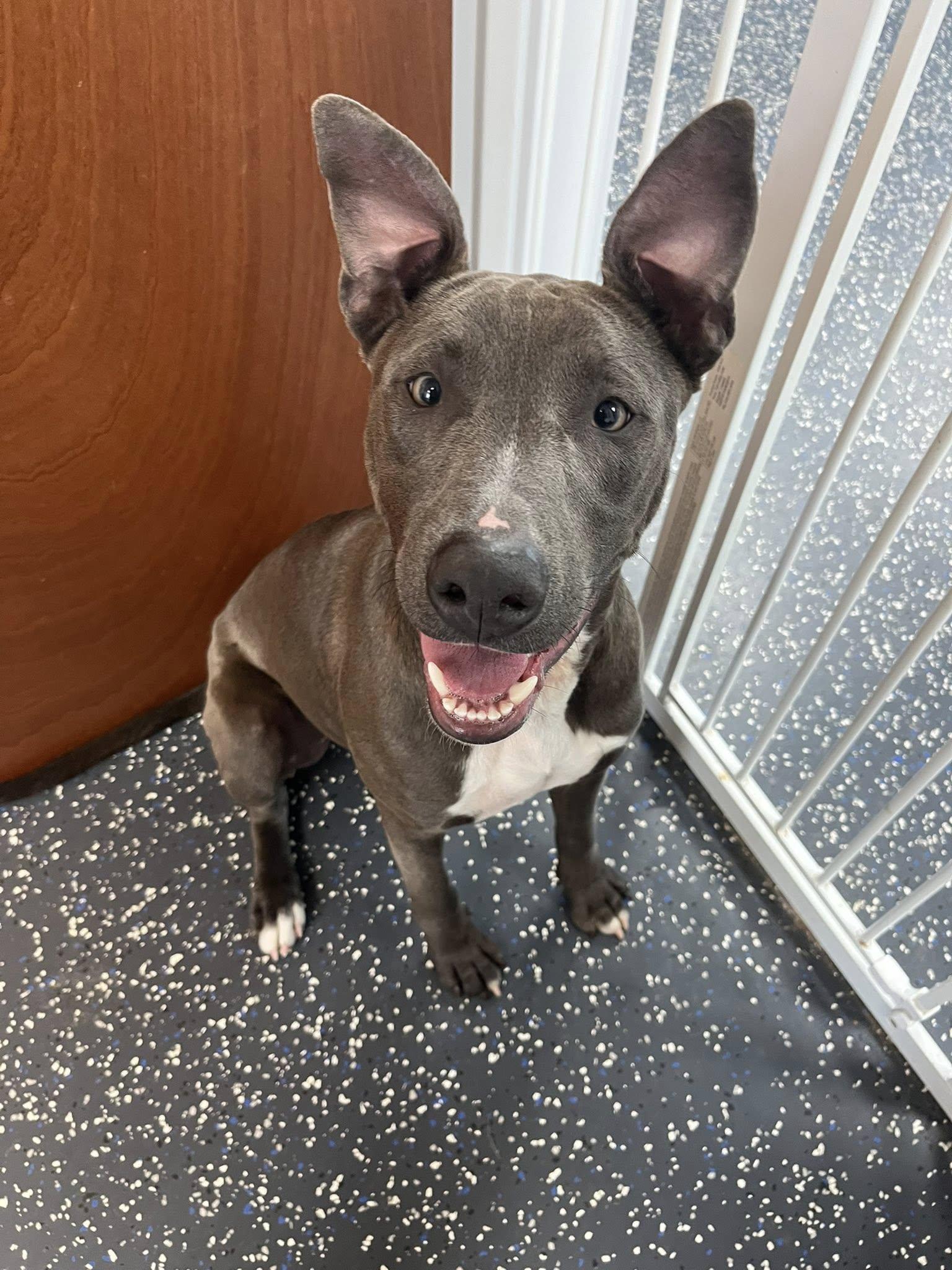 Enlarge Doc, a ADOPTABLE mixed breed in Centerton, AR image 1/3