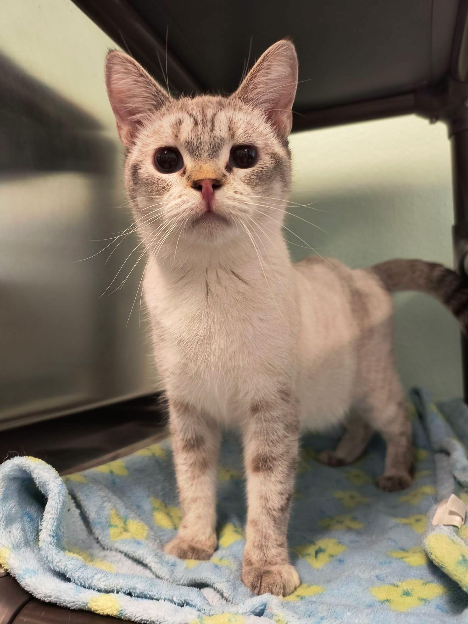 Babs, ADOPTABLE, Adult Female Siamese.