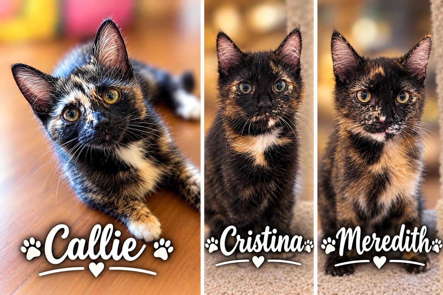 Callie, Cristina and Meredith (SC), Adopted, Young Female Domestic Short Hair.