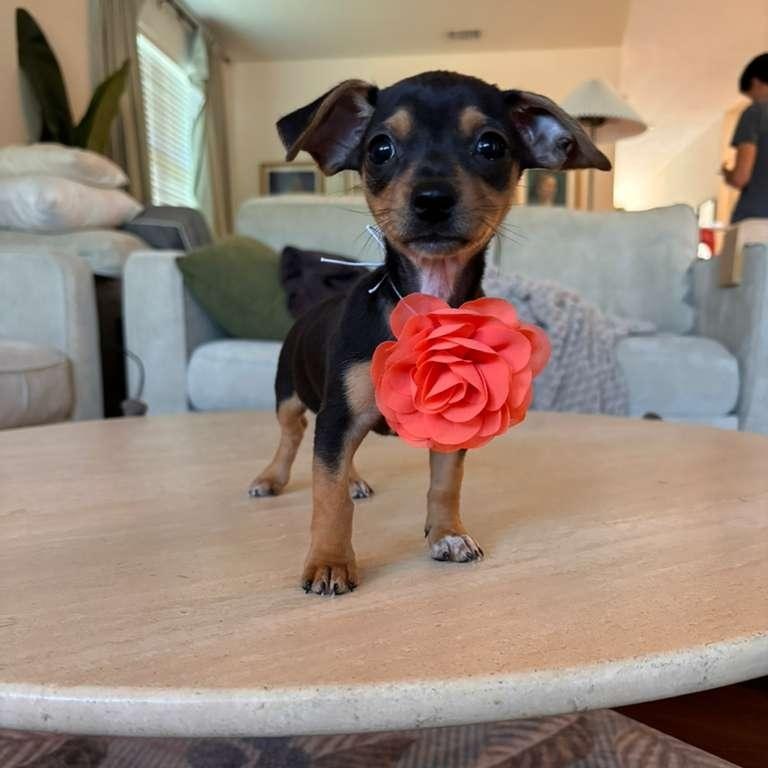 Valentina, an adopted mixed breed in Springfield, OR image 2/6