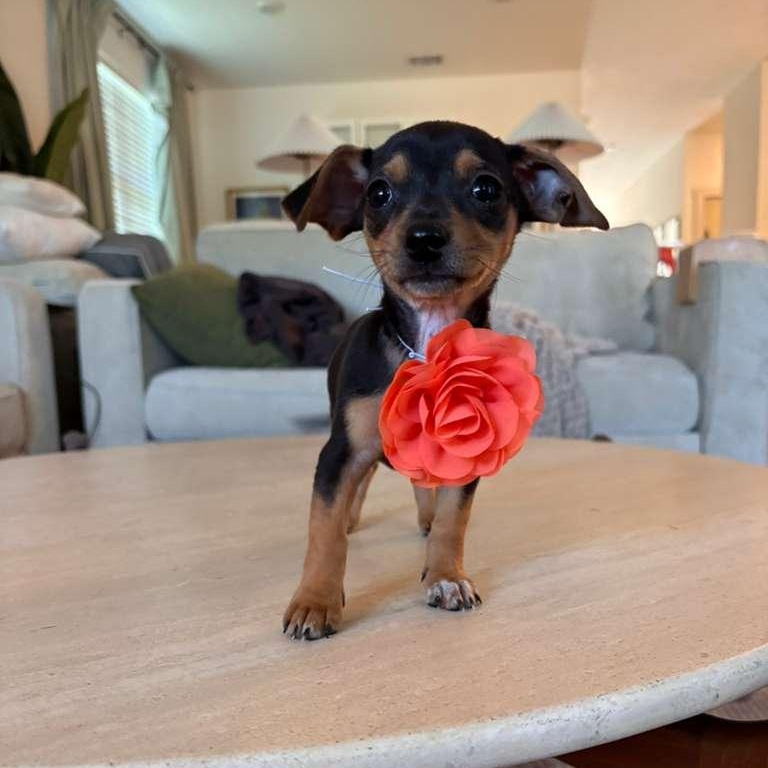 Valentina, an adopted mixed breed in Springfield, OR image 3/6
