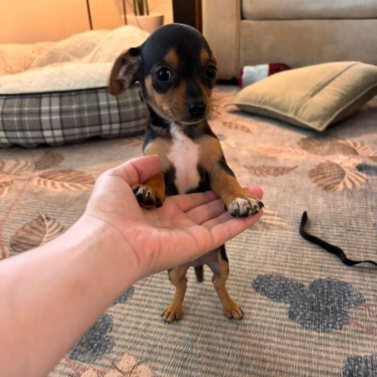 Valentina, an adopted mixed breed in Springfield, OR image 4/6