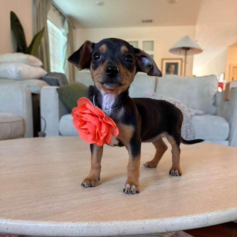Valentina, an adopted mixed breed in Springfield, OR image 1/6