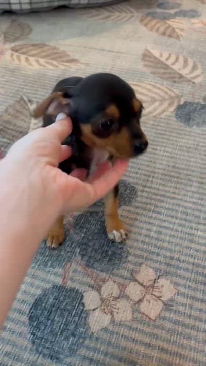 Enlarge Valentina, an adopted mixed breed in Springfield, OR video 6/6