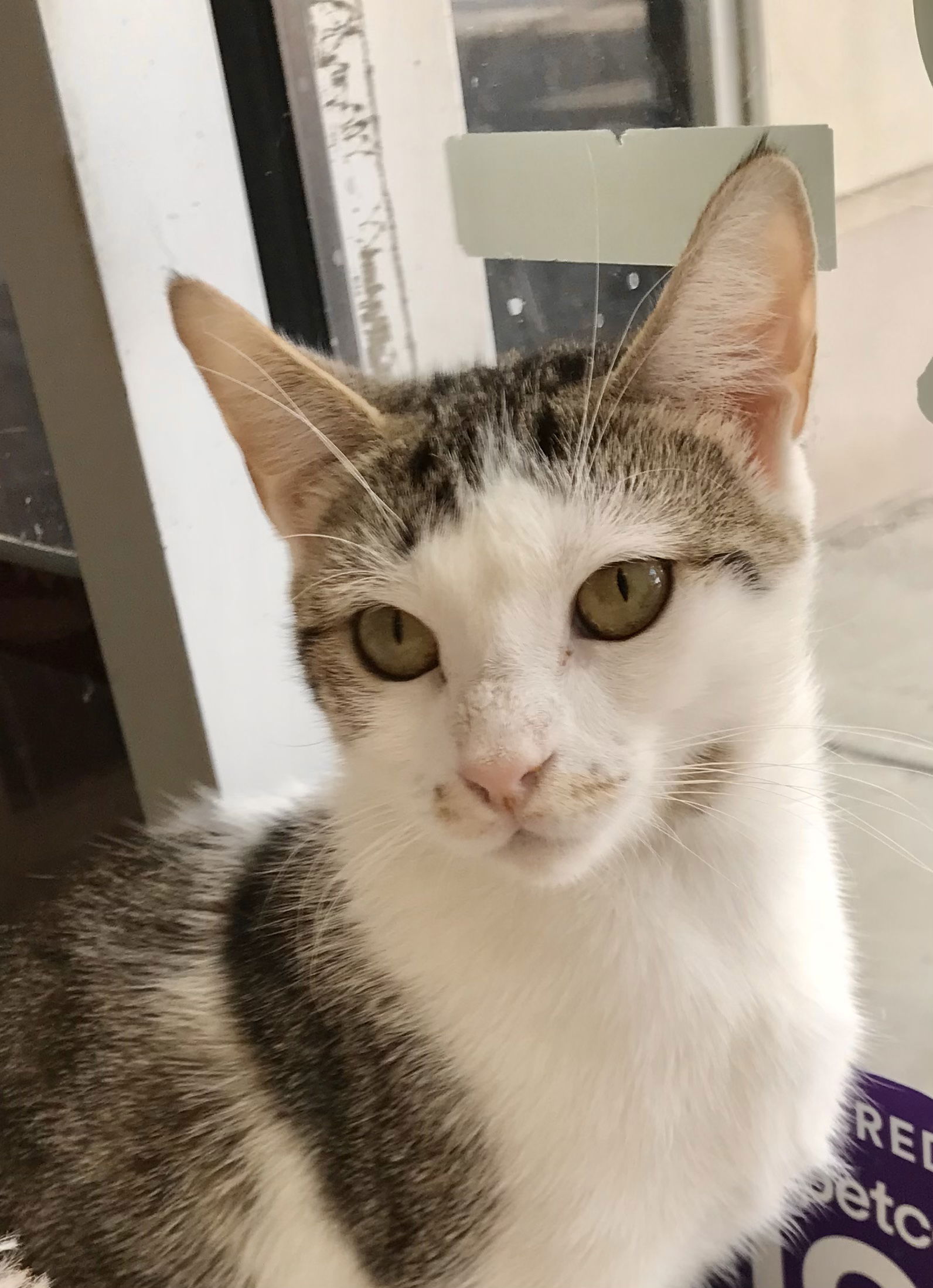 Cat for adoption Tasha, a Tabby & Domestic Short Hair Mix in Dublin