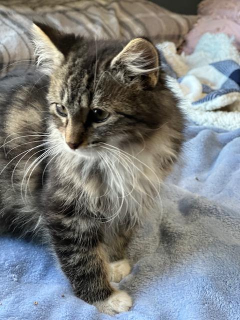 Enlarge Frankie, an adopted Domestic Long Hair in Lakeville, MN image 2/2