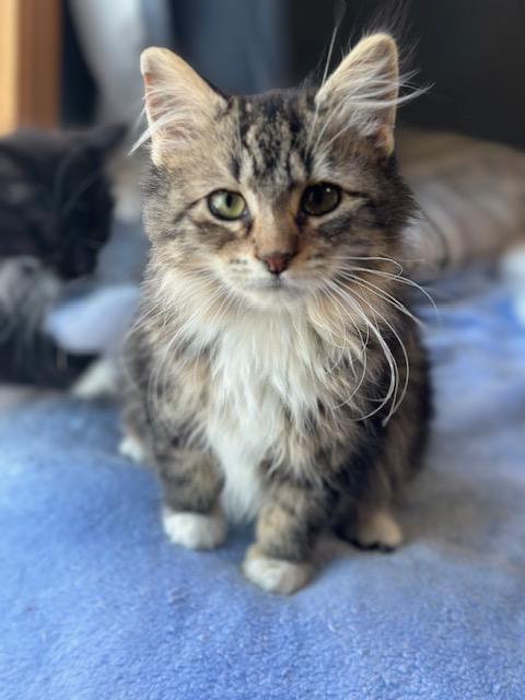 Enlarge Frankie, an adopted Domestic Long Hair in Lakeville, MN image 1/2