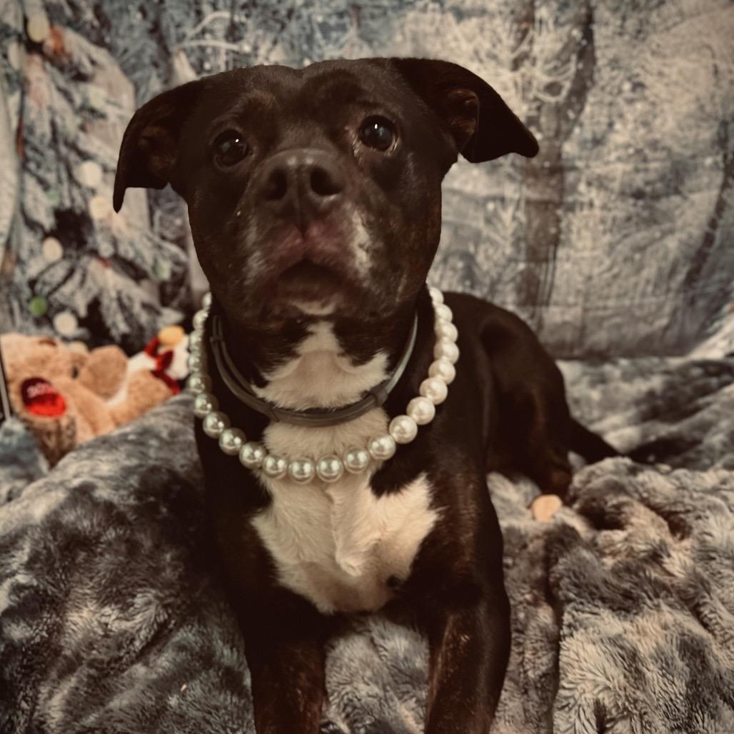 Enlarge Ruby, a Adoptable mixed breed in Harrisville, WV image 1/5