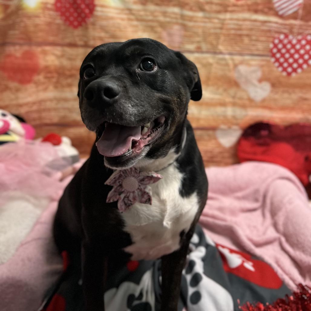 Enlarge Ruby, a Adoptable mixed breed in Harrisville, WV image 3/5