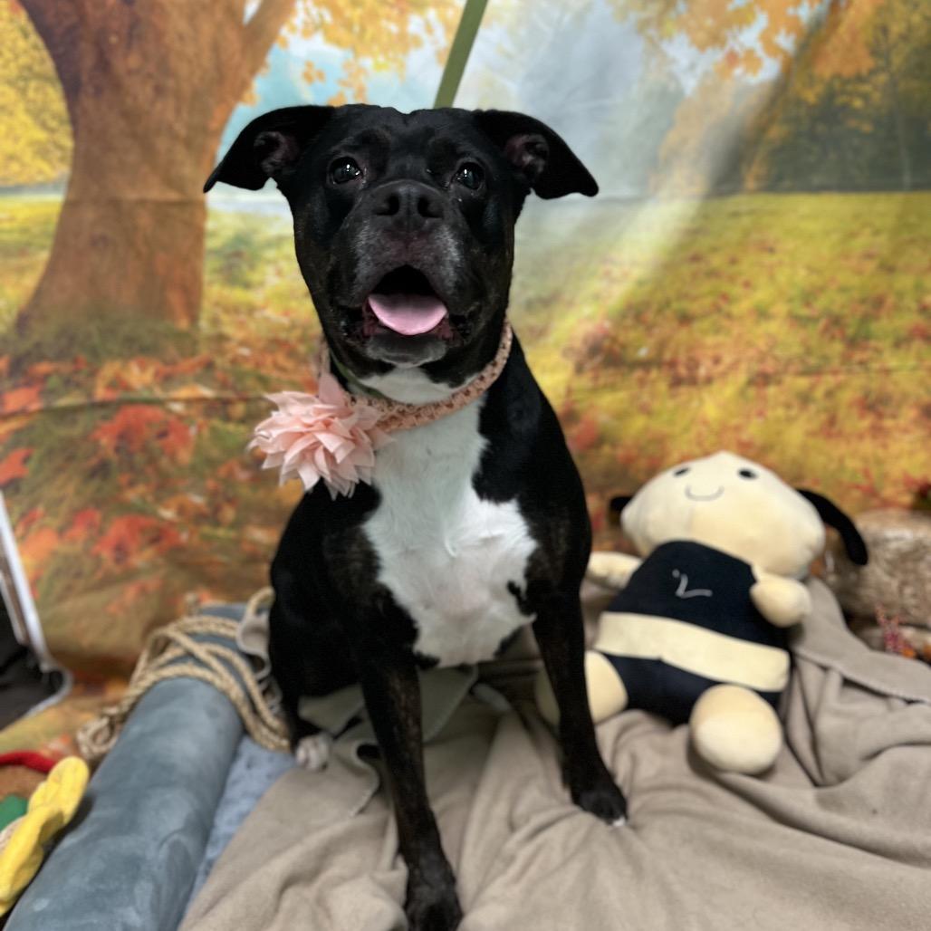 Enlarge Ruby, a Adoptable mixed breed in Harrisville, WV image 4/5