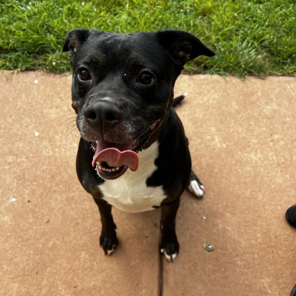 Enlarge Ruby, a Adoptable mixed breed in Harrisville, WV image 5/5