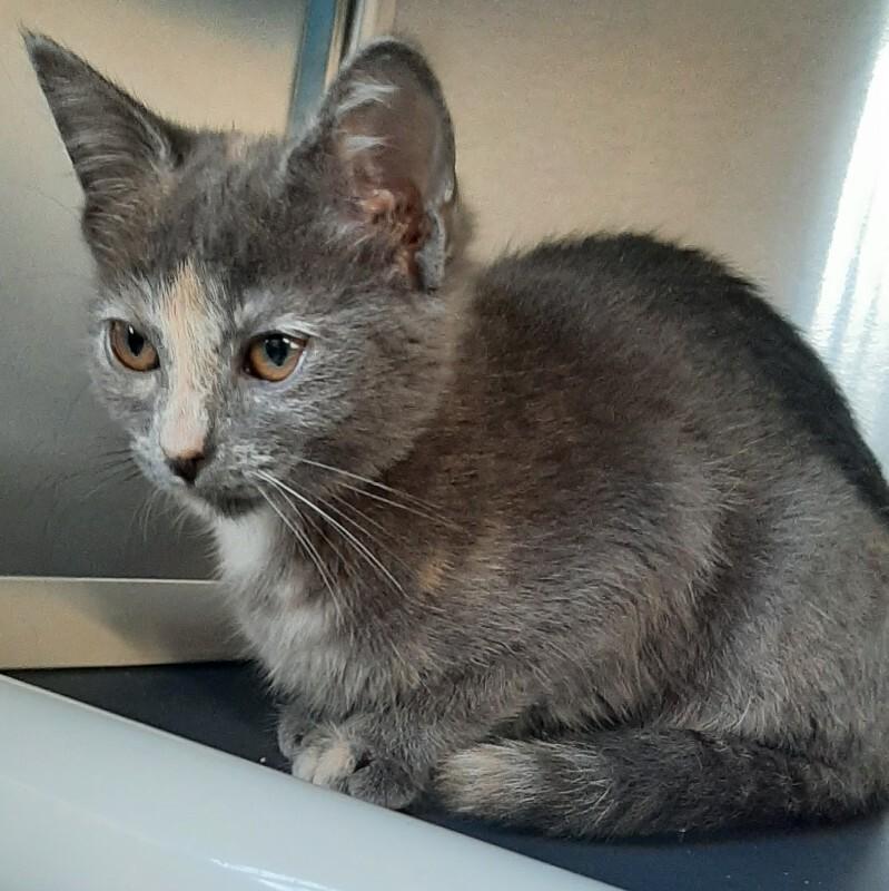 Coral, Adoptable, Kitten Female Domestic Short Hair.